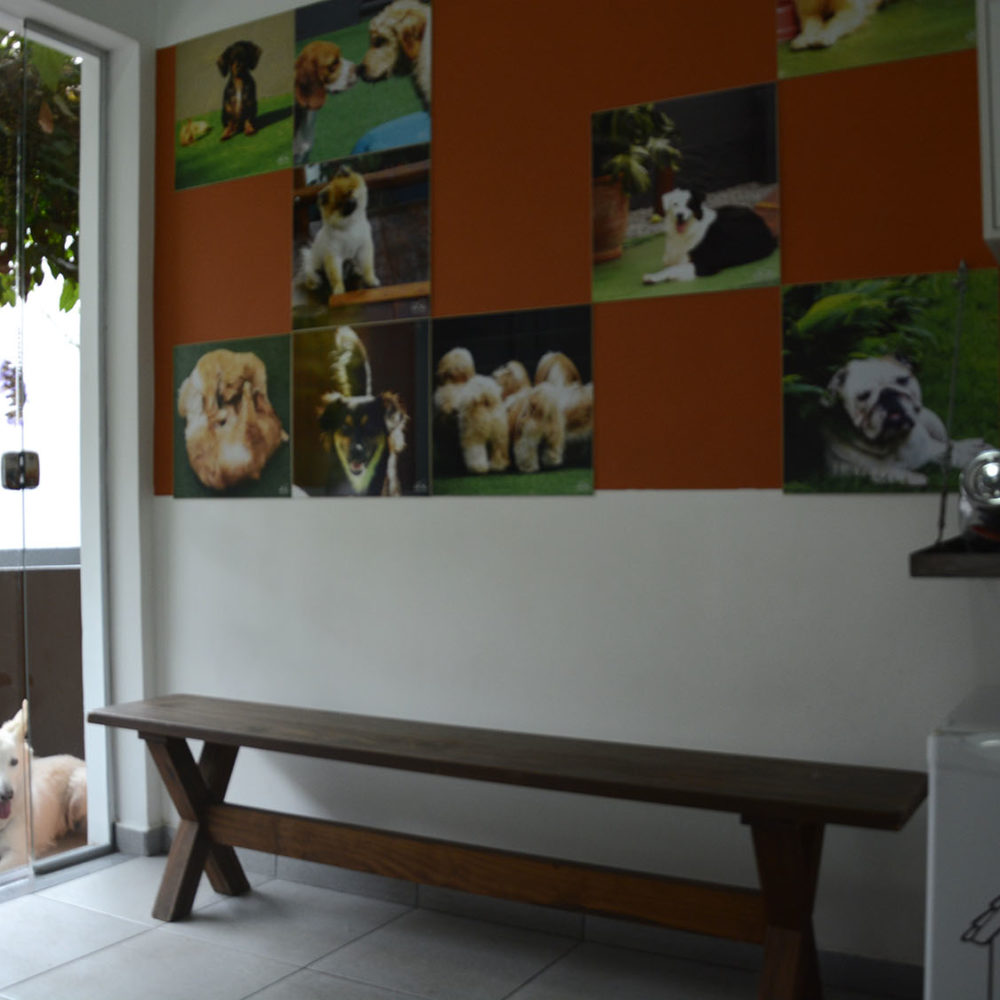 dog-solution_06